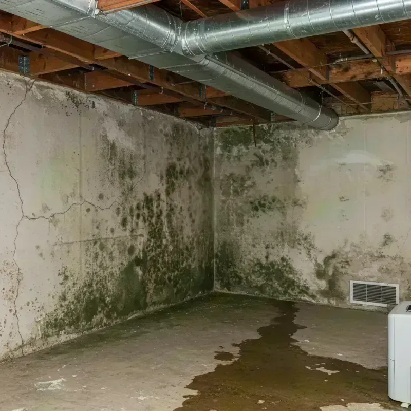 Professional Mold Removal in Centerville, MO